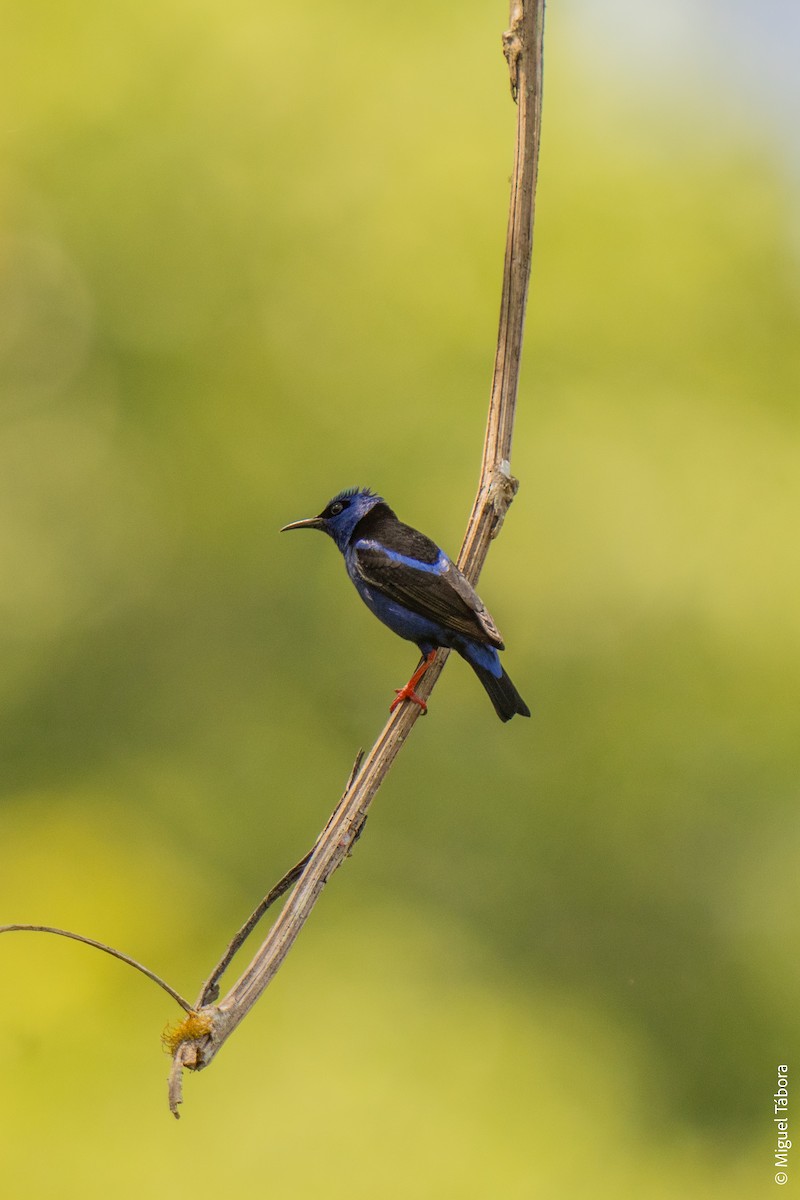 Red-legged Honeycreeper - ML616901576