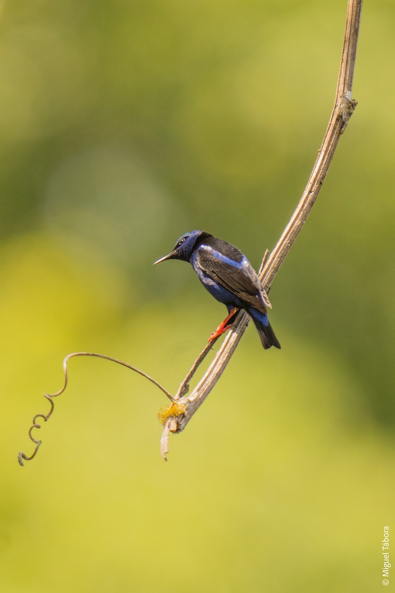 Red-legged Honeycreeper - ML616901579