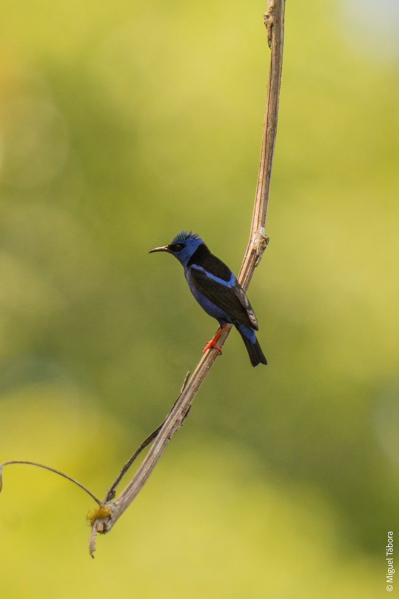 Red-legged Honeycreeper - ML616901583