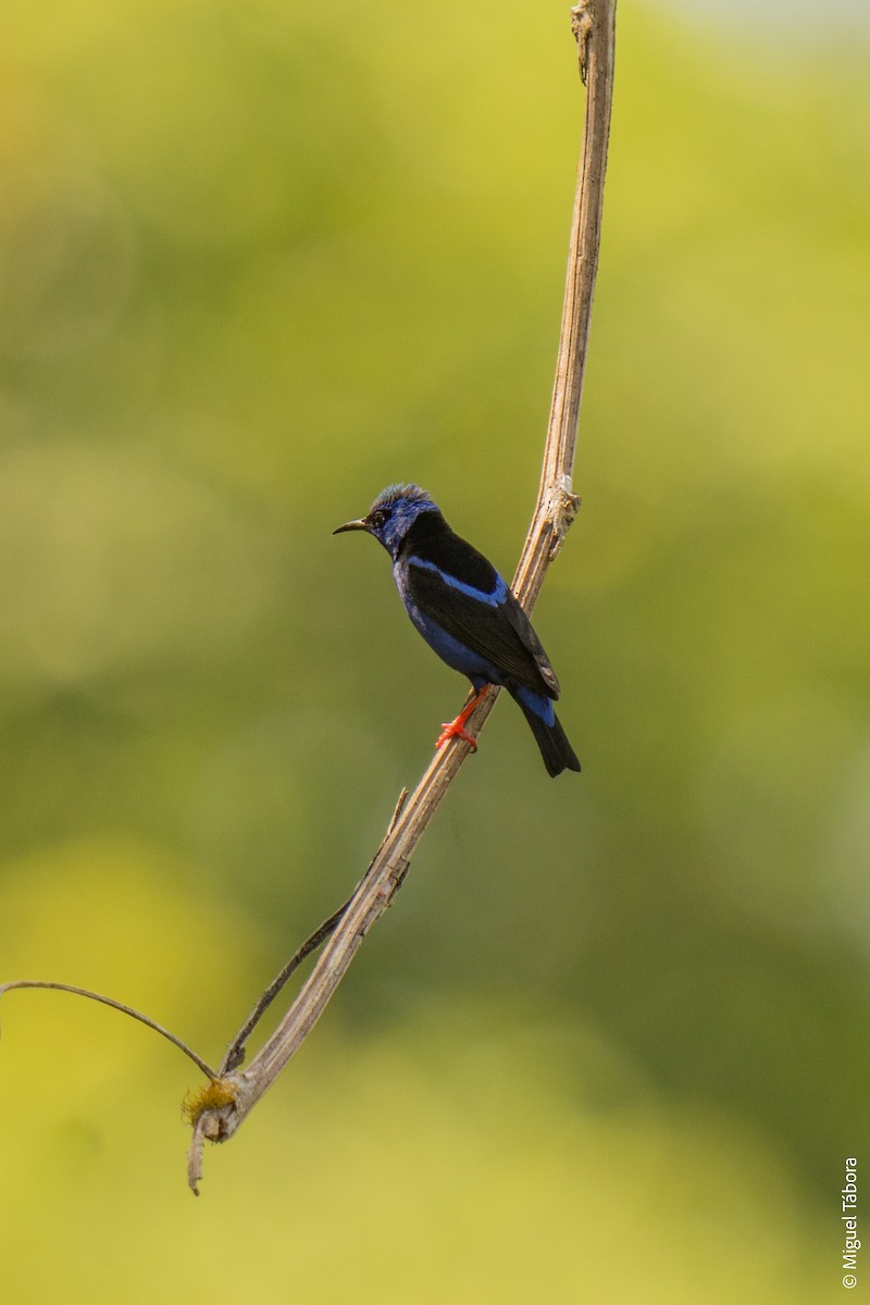 Red-legged Honeycreeper - ML616901585