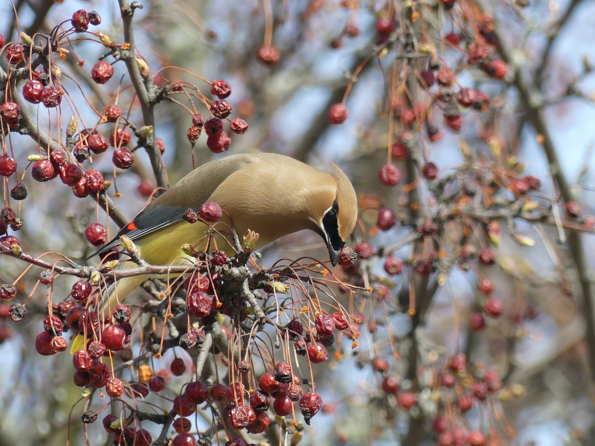 Cedar Waxwing - Lachlan Ziegler