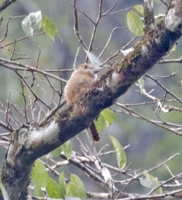 Barred Puffbird - Trevor Ellery