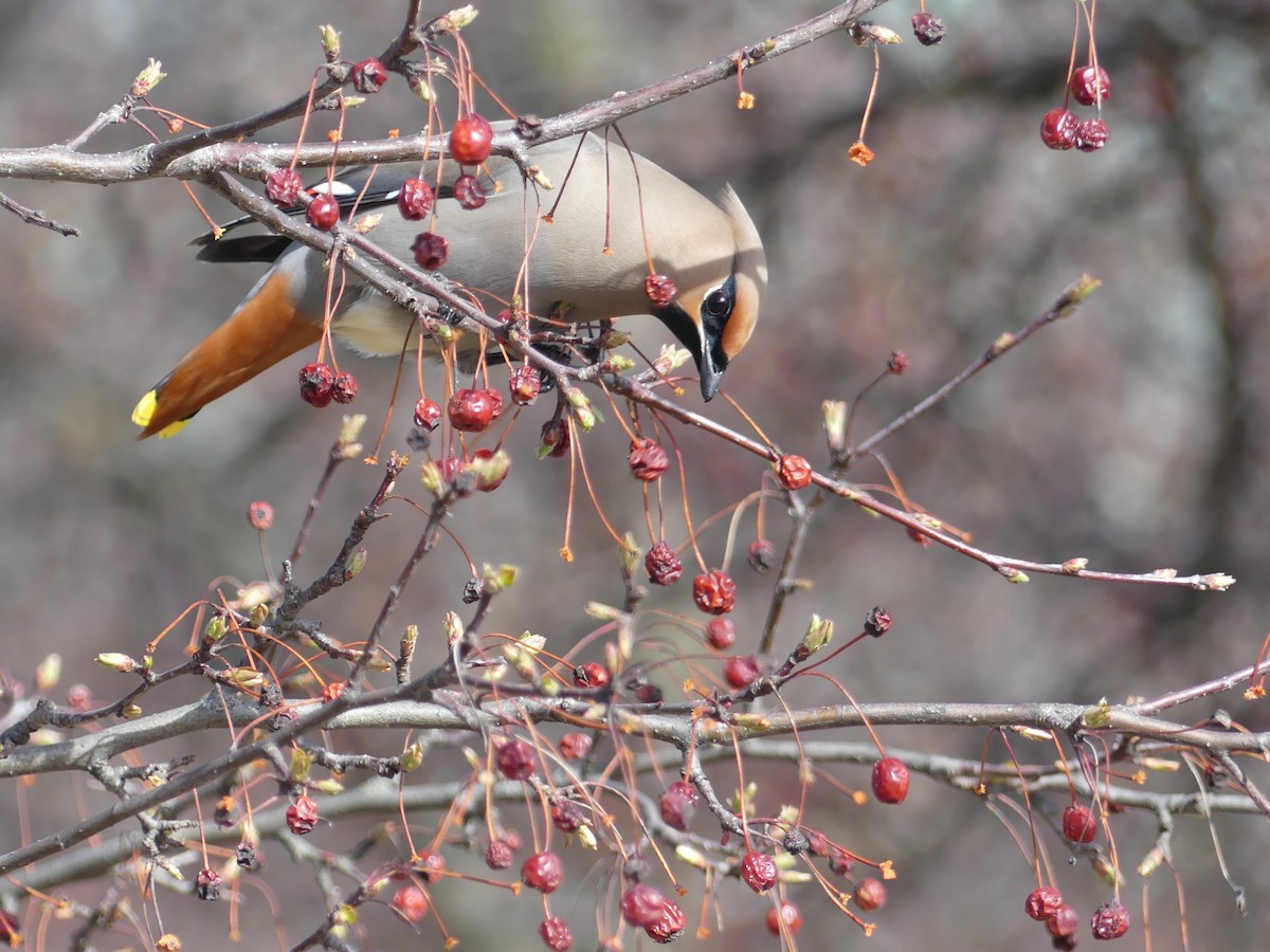 Bohemian Waxwing - Lachlan Ziegler