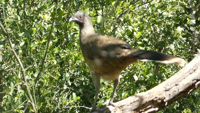 Chachalaca Norteña - ML616901636