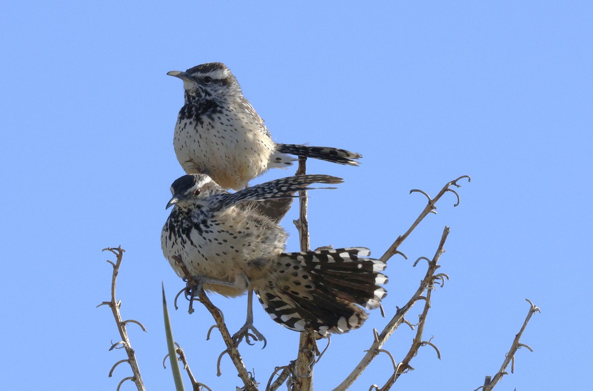 Cactus Wren - ML616901637