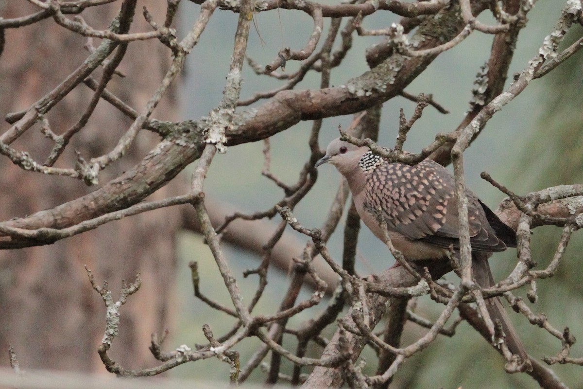 Spotted Dove - ML616901638