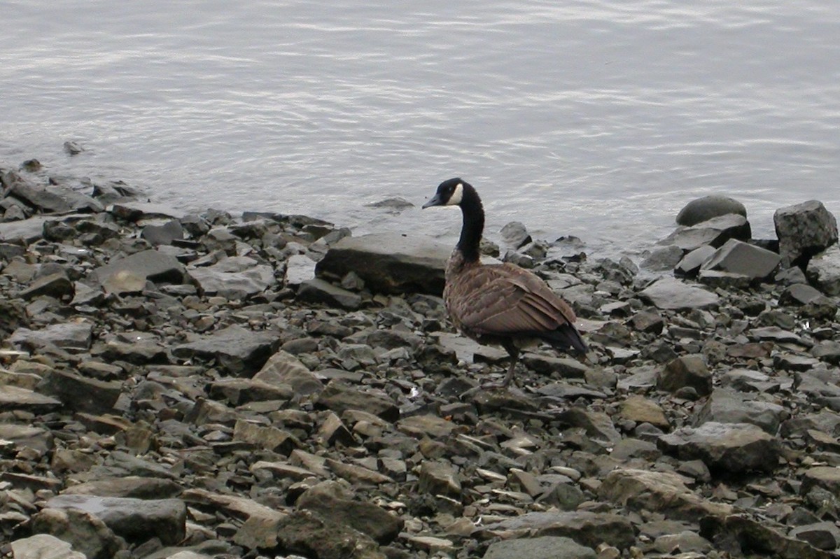 Canada Goose - ML616901645