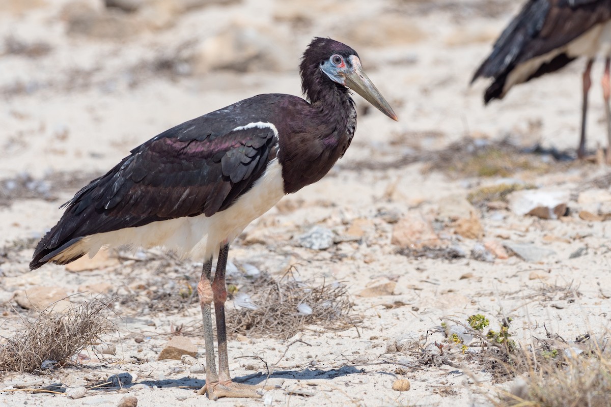 Abdim's Stork - ML616901646