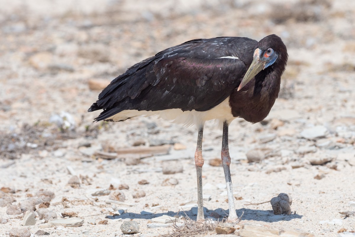 Cigogne d'Abdim - ML616901647