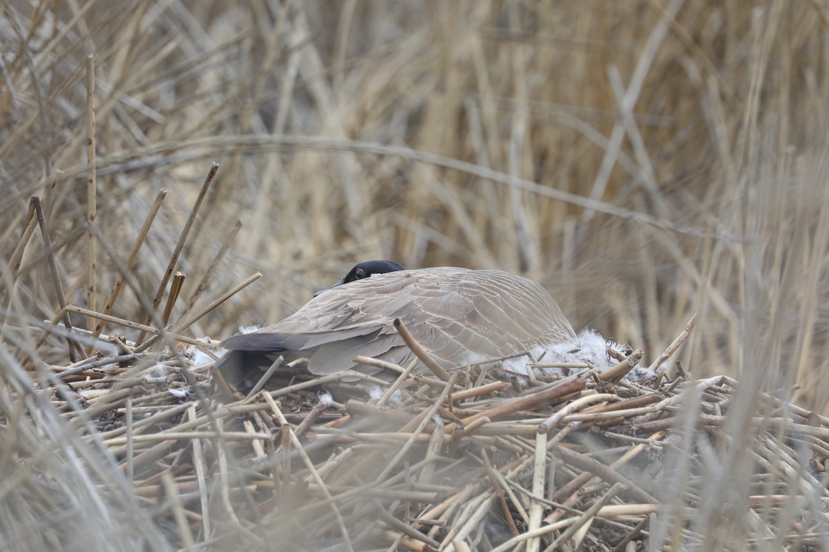 Canada Goose - ML616901670