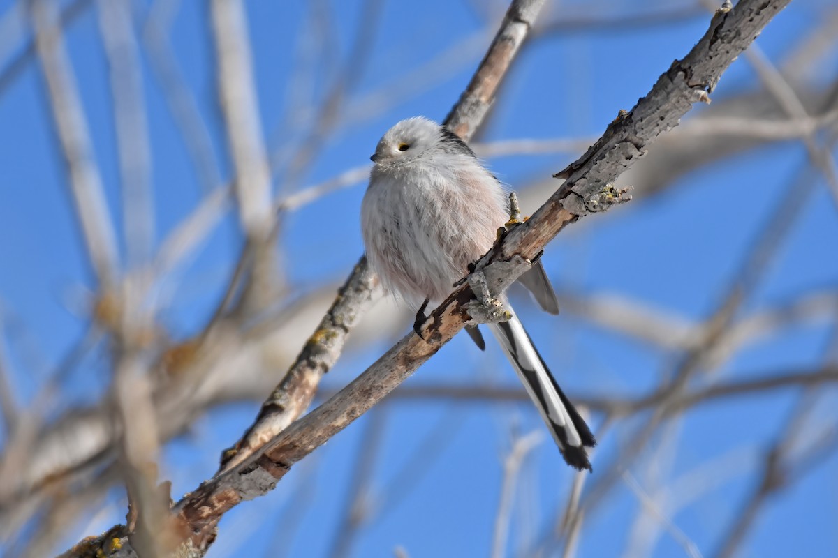 Long-tailed Tit - ML616901676