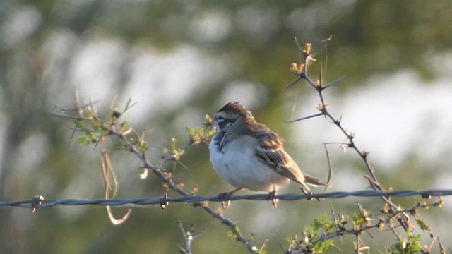 Lark Sparrow - ML616901785