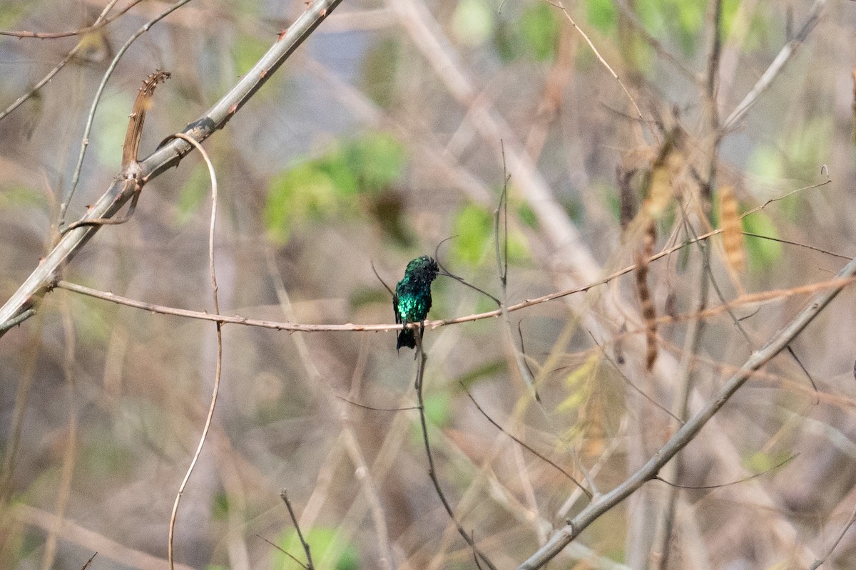 Red-billed Emerald - John C. Mittermeier