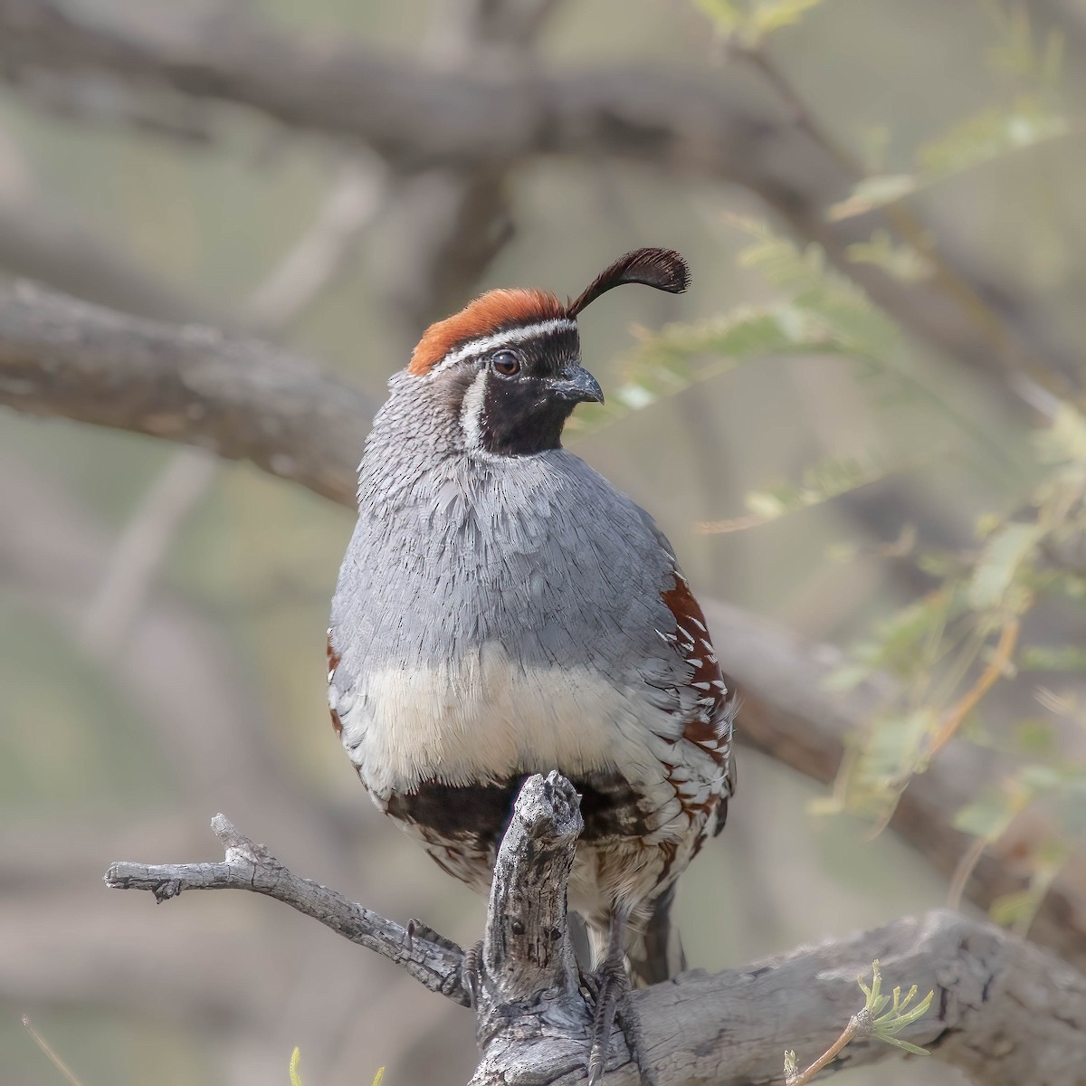 Gambel's Quail - Ron Riley