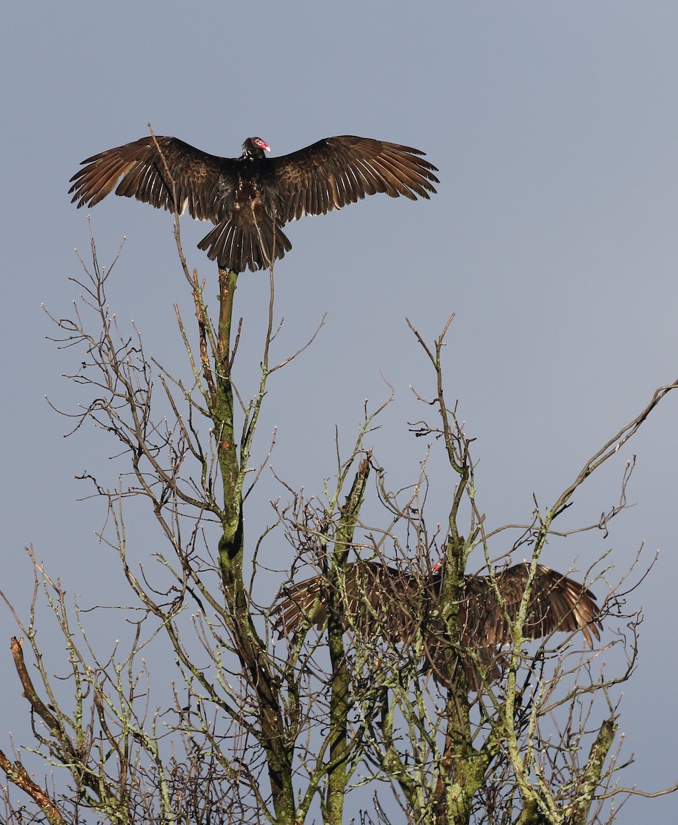 Turkey Vulture - Elizabeth Brensinger