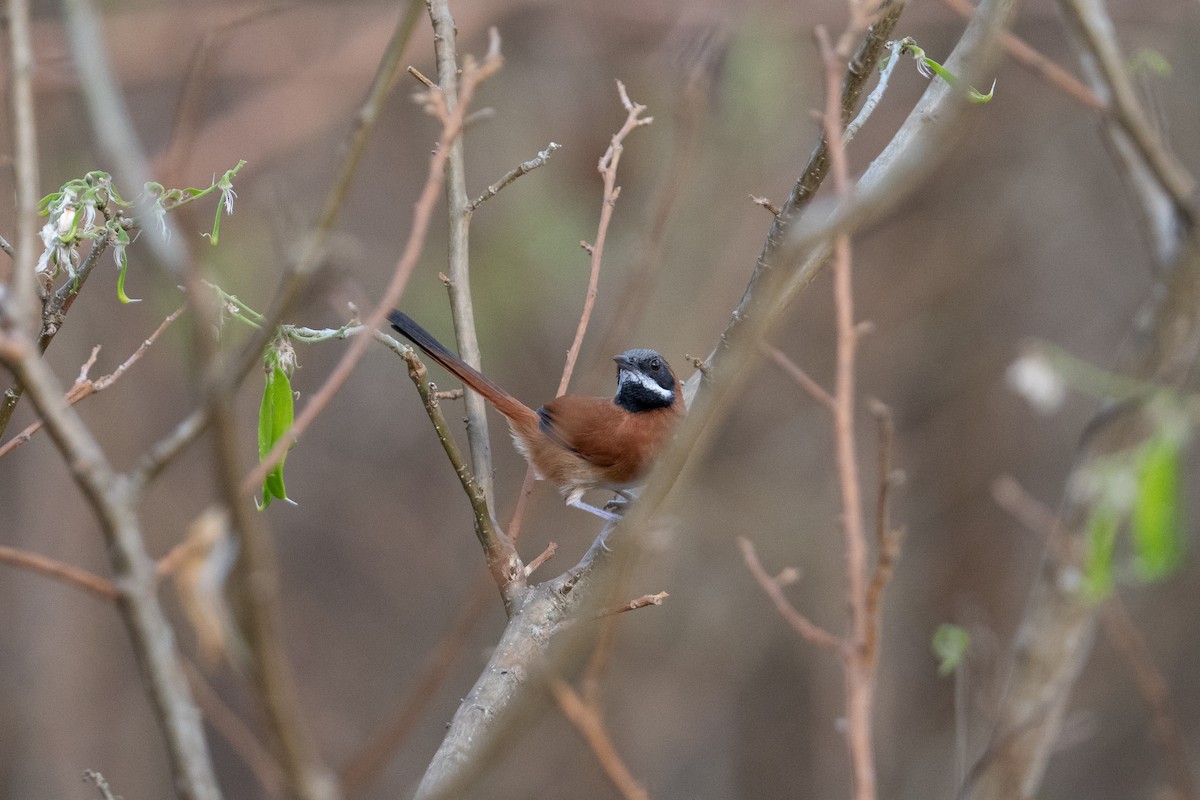 White-whiskered Spinetail - ML616901890