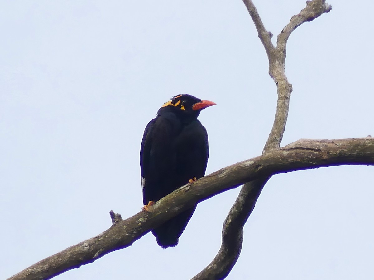 Southern Hill Myna - ML616901893