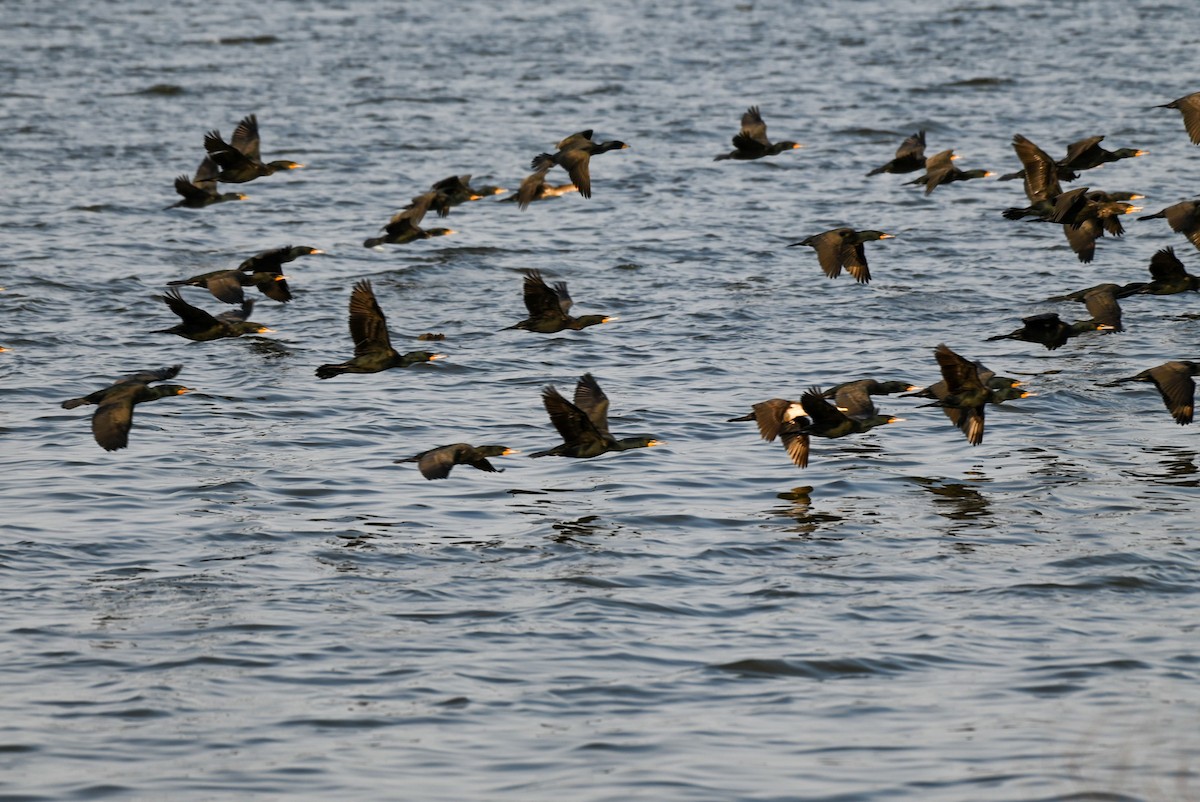Double-crested Cormorant - ML616901898