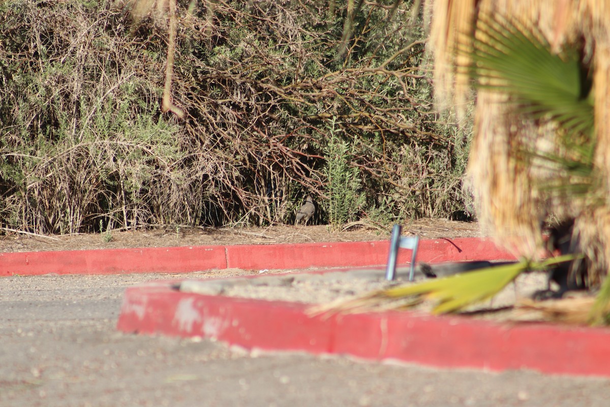 Gambel's Quail - ML616901899