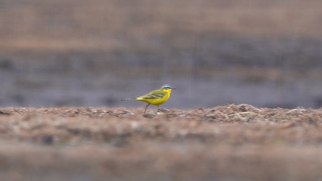 Western Yellow Wagtail - ML616901901