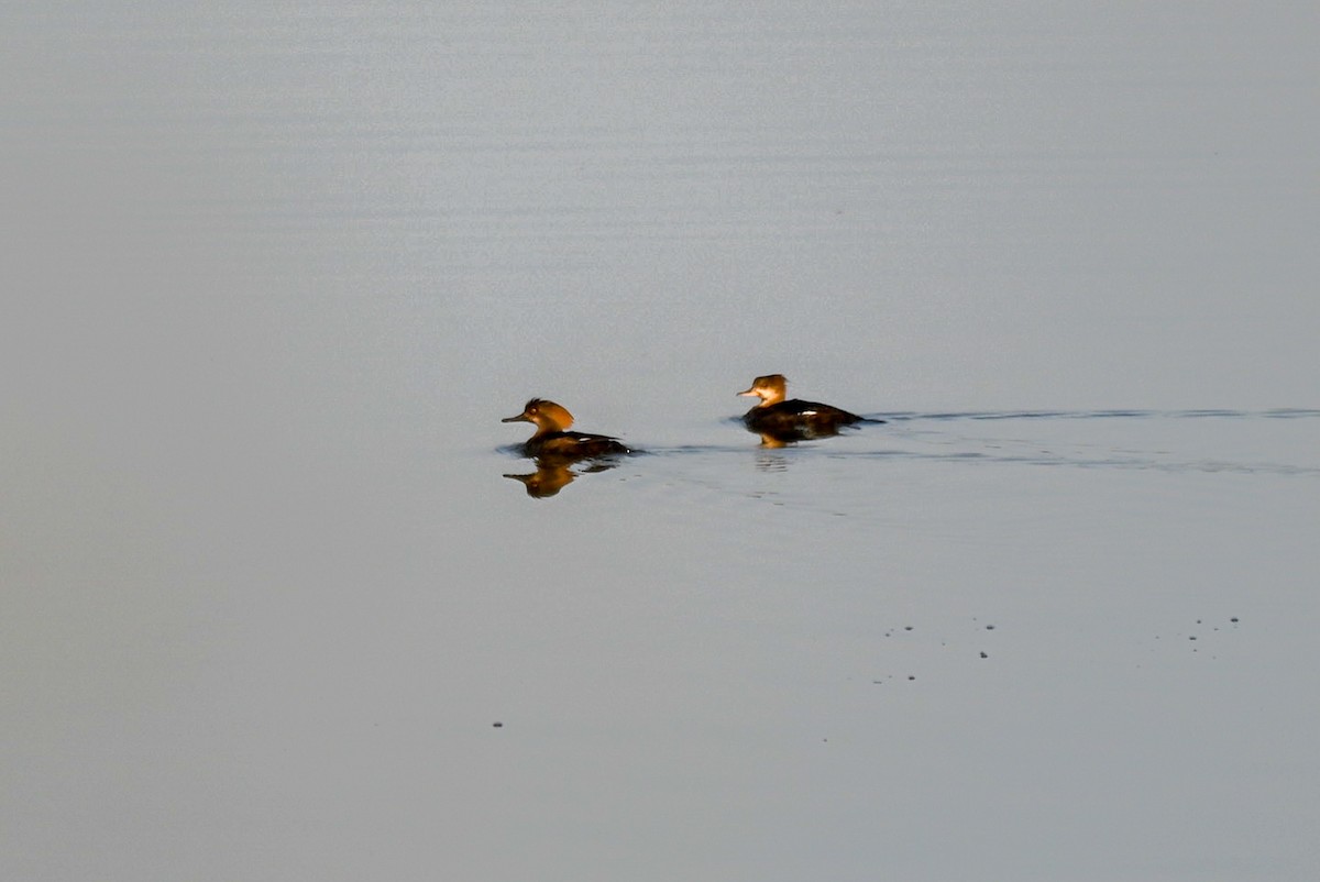Hooded Merganser - ML616901912