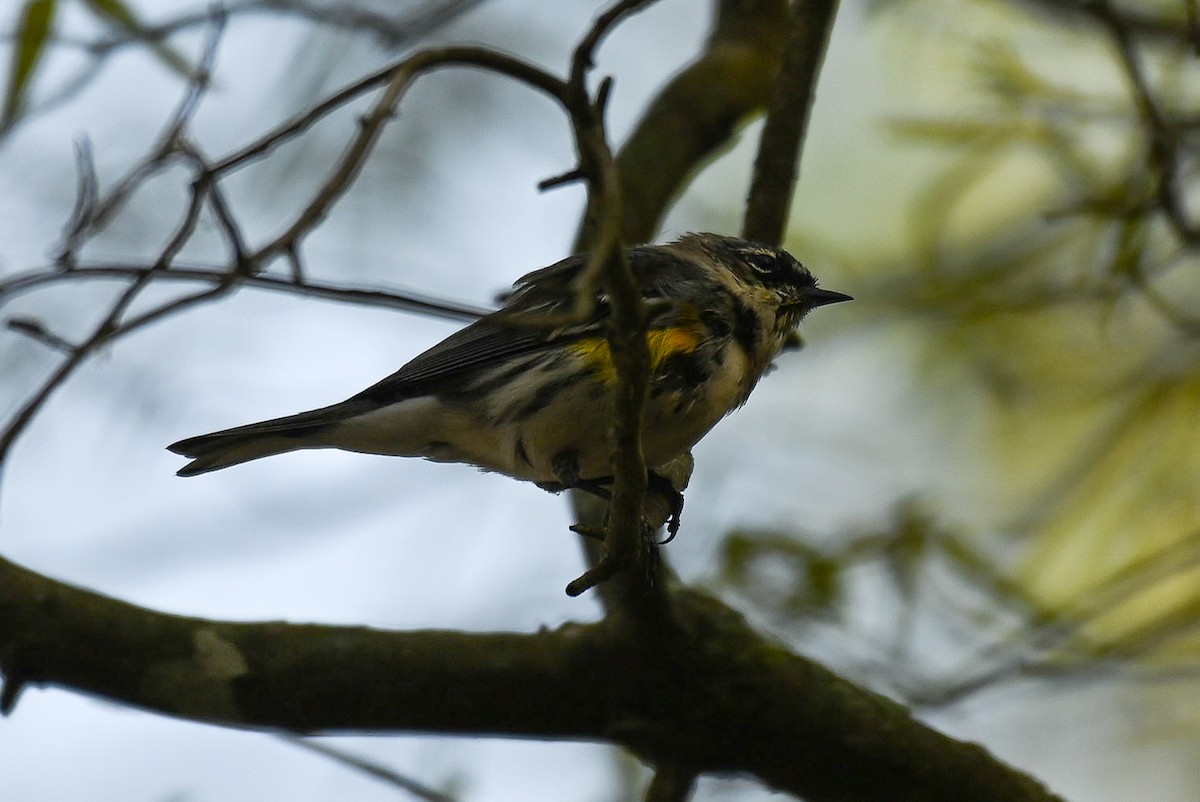Yellow-rumped Warbler - ML616901918