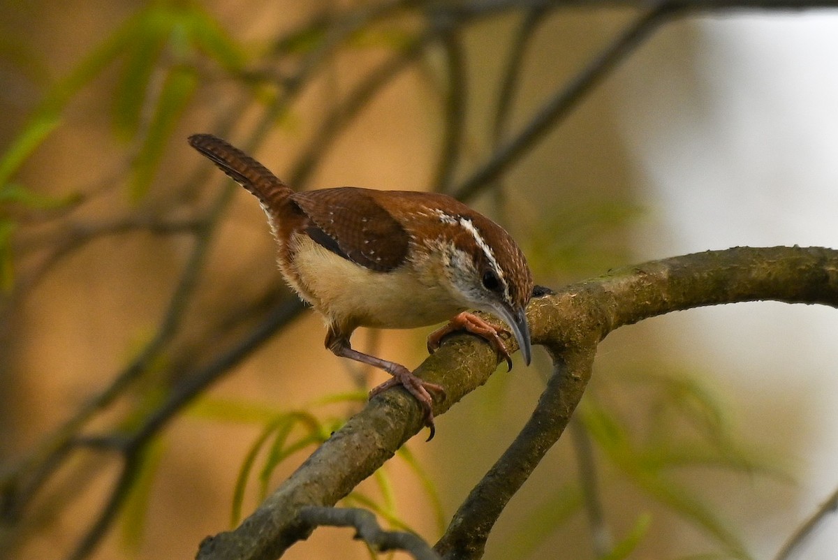 Carolina Wren - Patty Masten