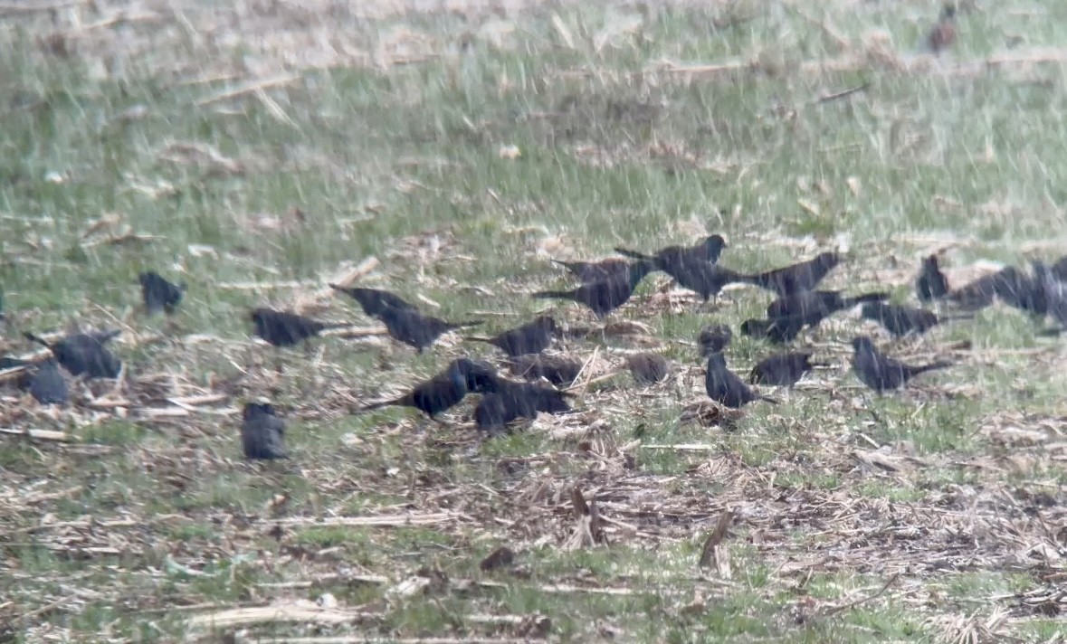 Common Grackle - Jeff Kenney