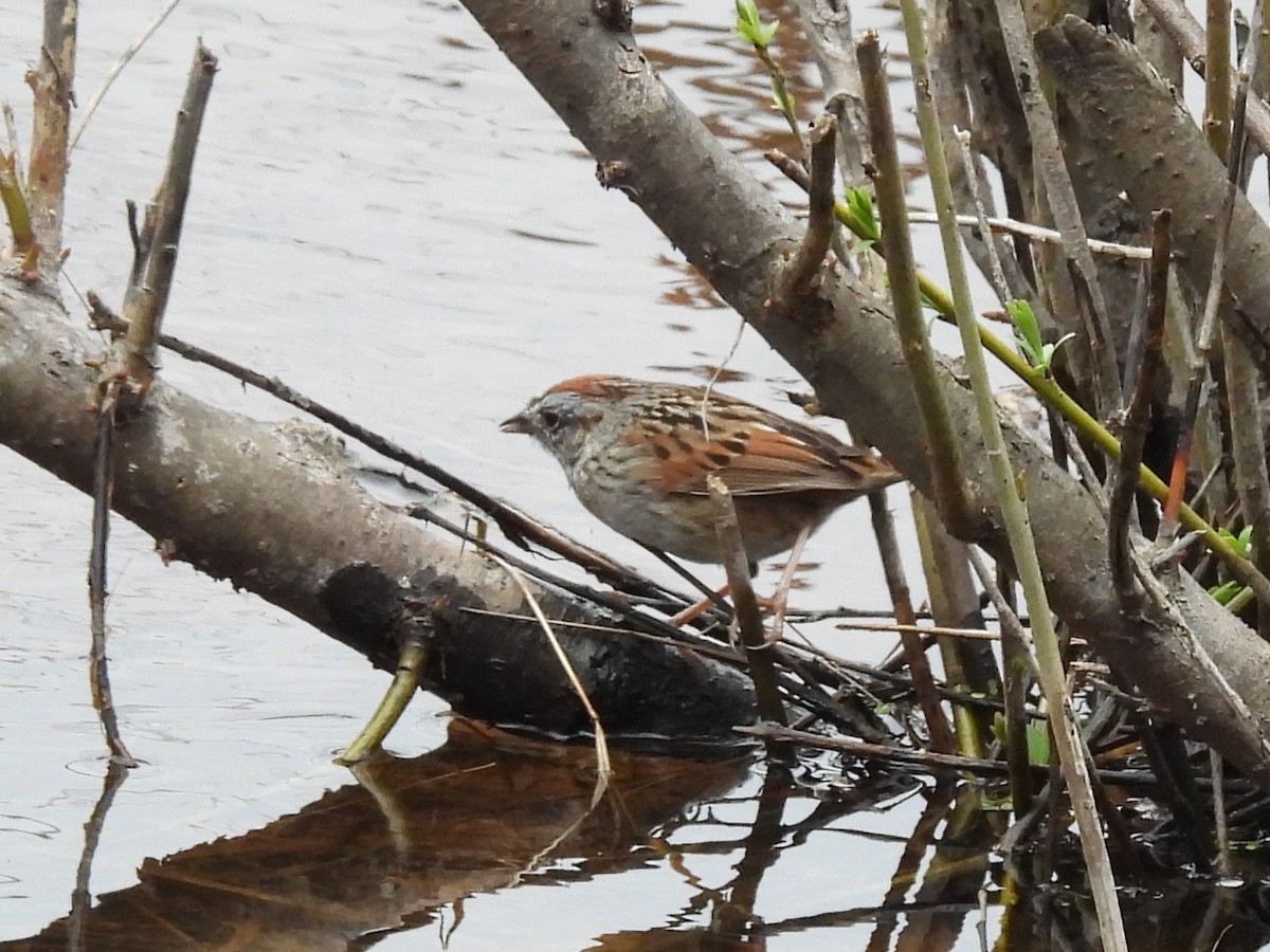Swamp Sparrow - ML616901923