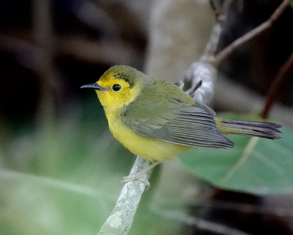 Hooded Warbler - ML616901928