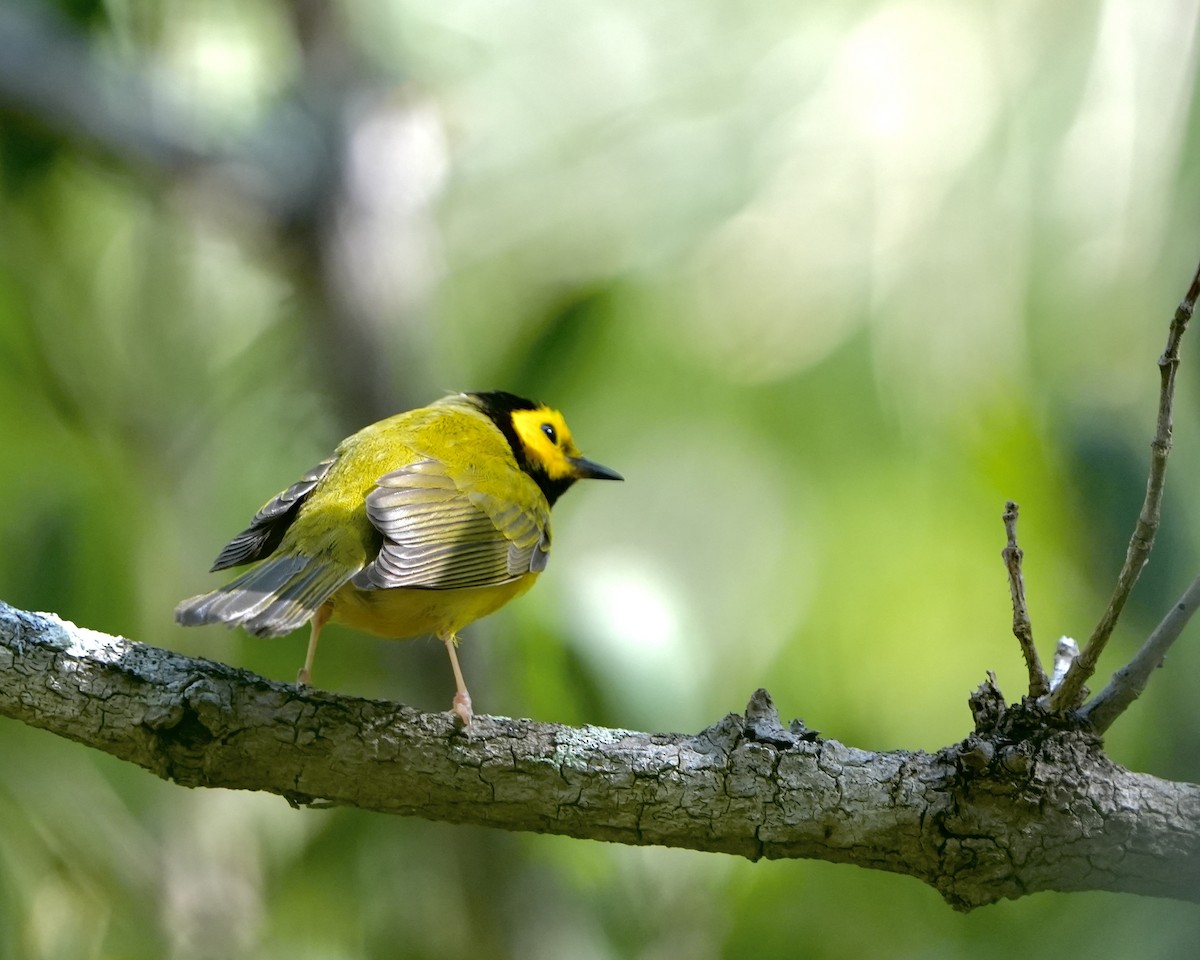 Hooded Warbler - ML616901929