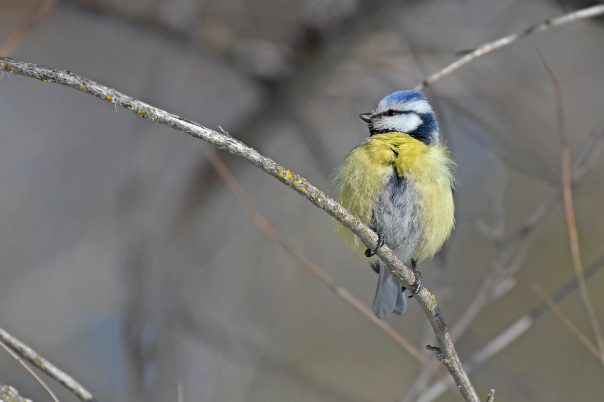 Eurasian Blue Tit - Aibar Magazov