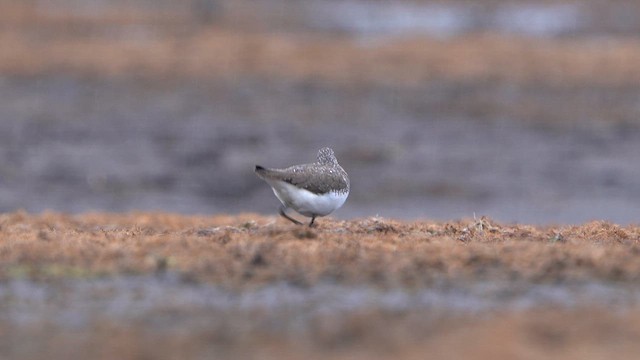 Green Sandpiper - ML616901939