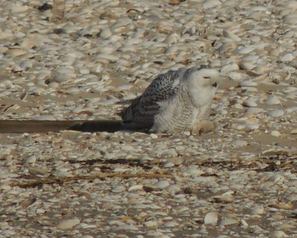 Snowy Owl - ML616901943