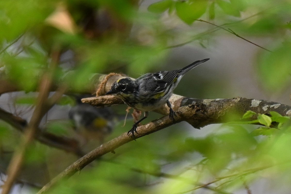 Yellow-rumped Warbler - ML616901980