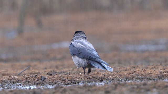 Hooded Crow - ML616901981