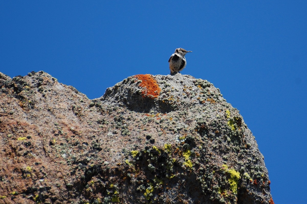 Rock Wren - ML616902062