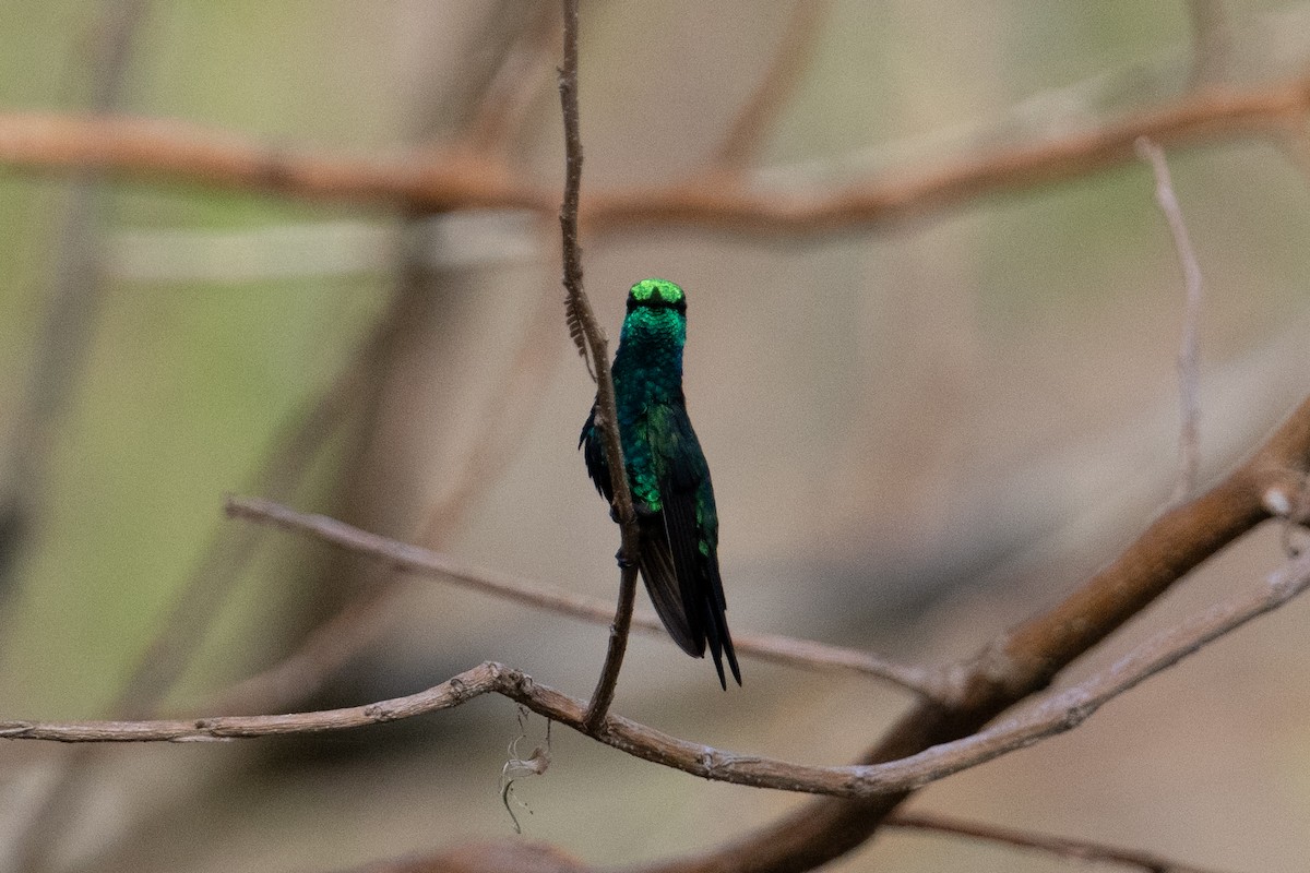 Red-billed Emerald - John C. Mittermeier