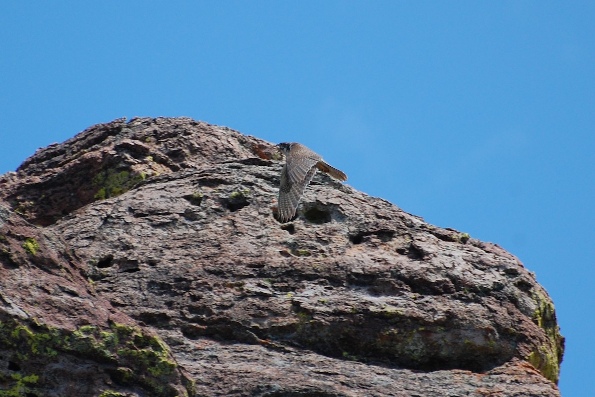 Prairie Falcon - ML616902075