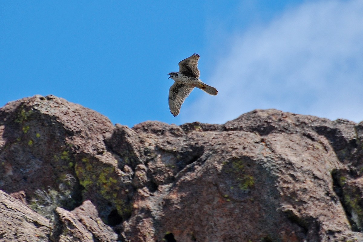 Prairie Falcon - ML616902076