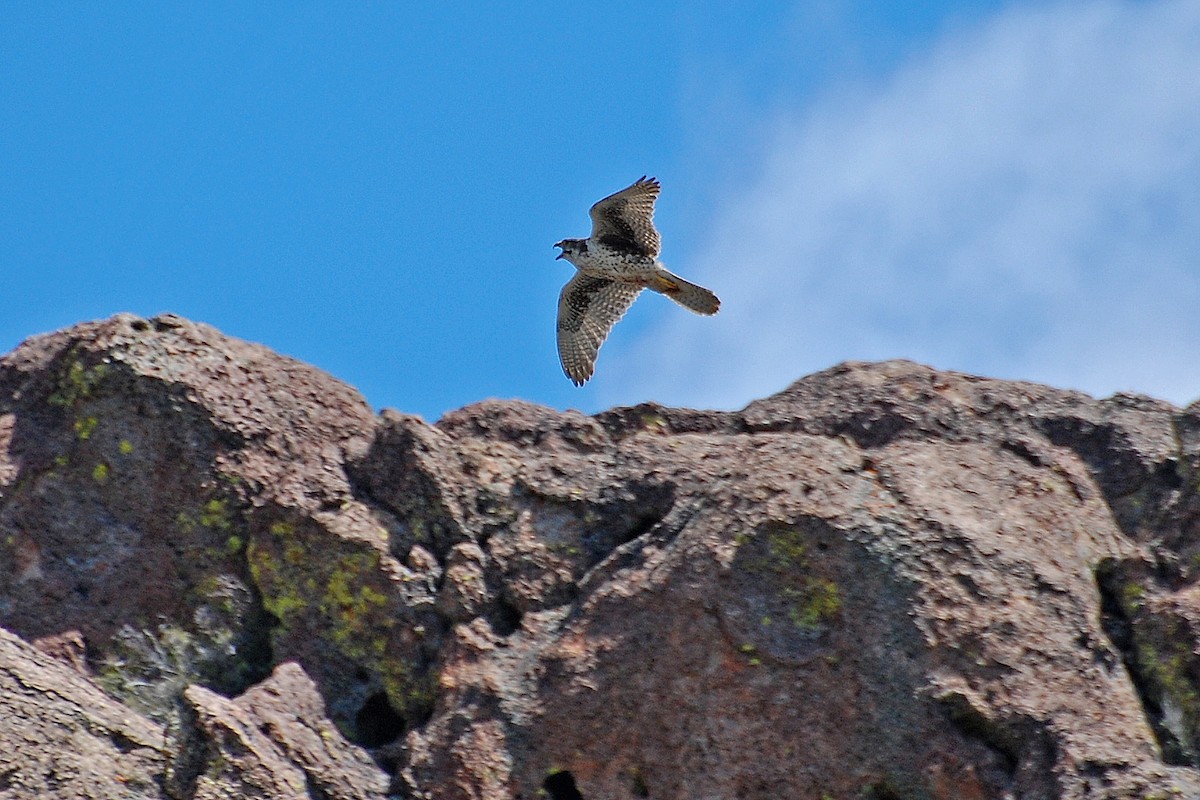 Prairie Falcon - ML616902077