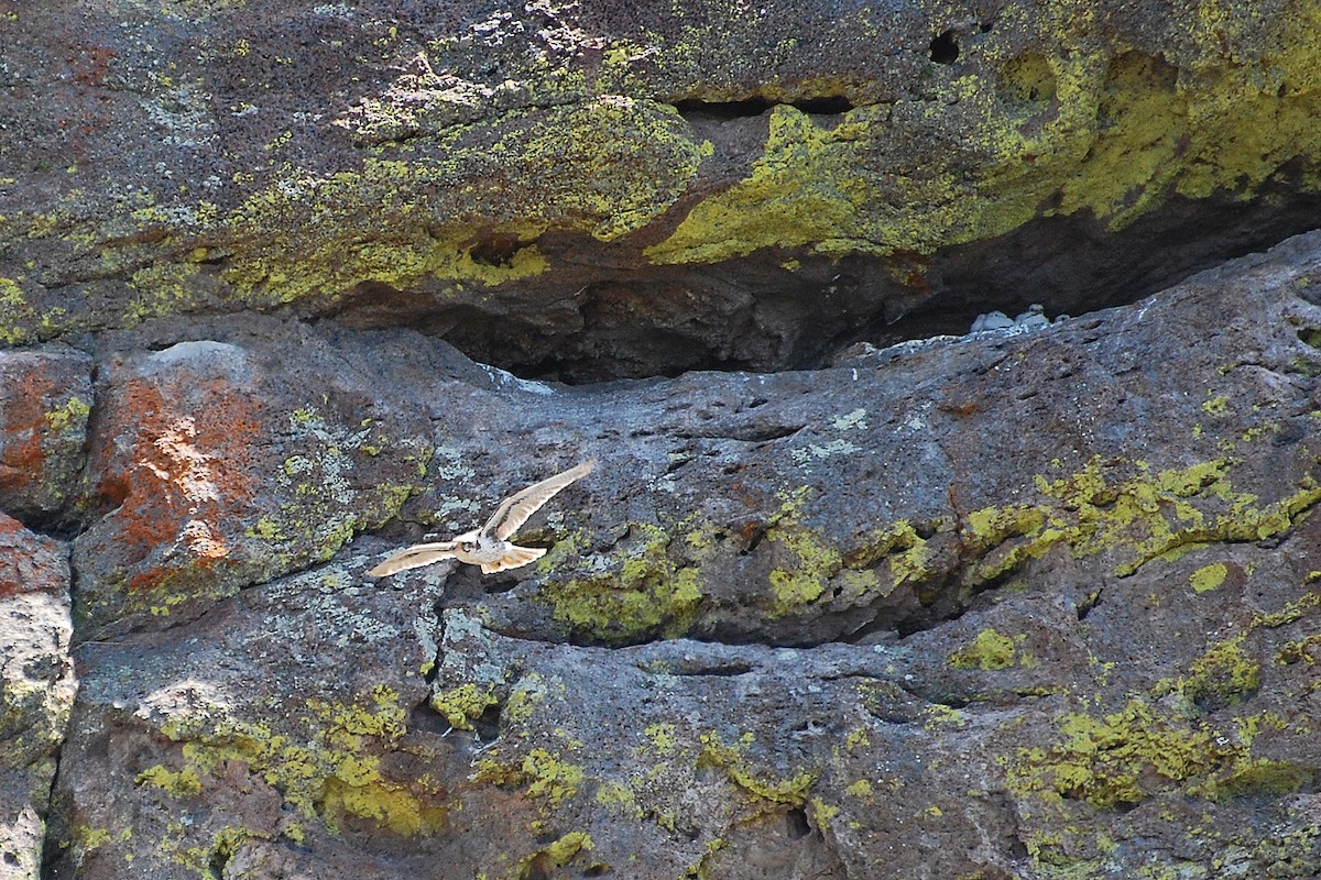 Prairie Falcon - ML616902079