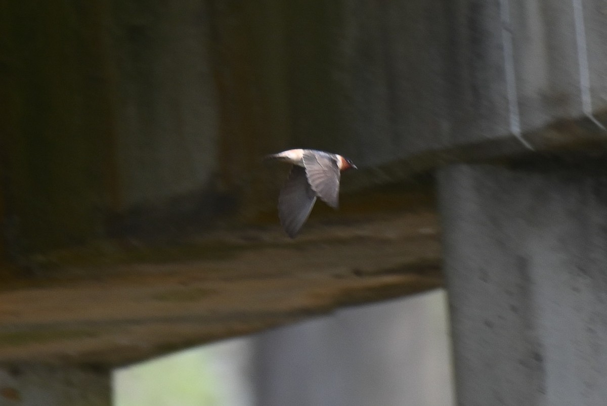 Cliff Swallow - ML616902088