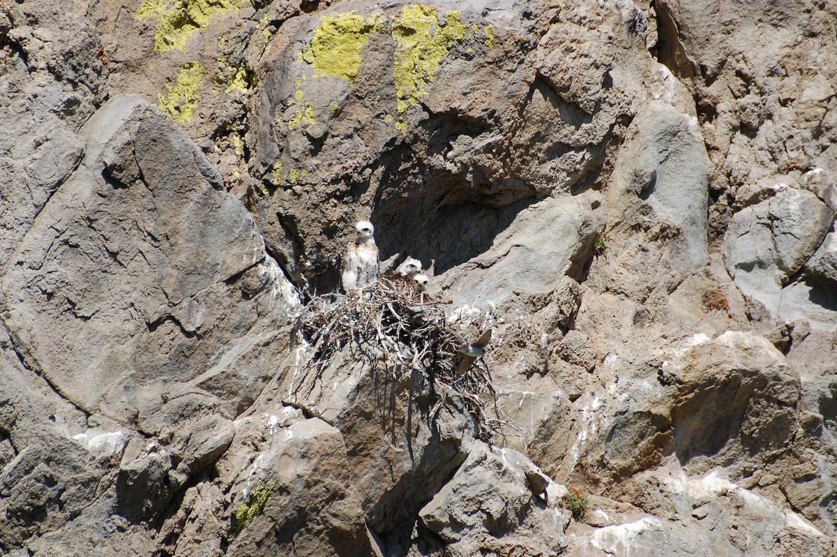 Red-tailed Hawk (calurus/alascensis) - ML616902096