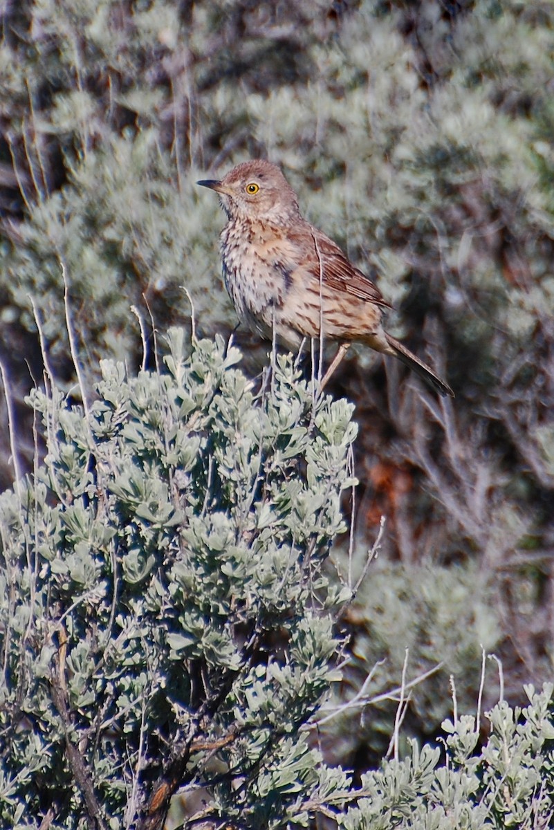 Sage Thrasher - ML616902110