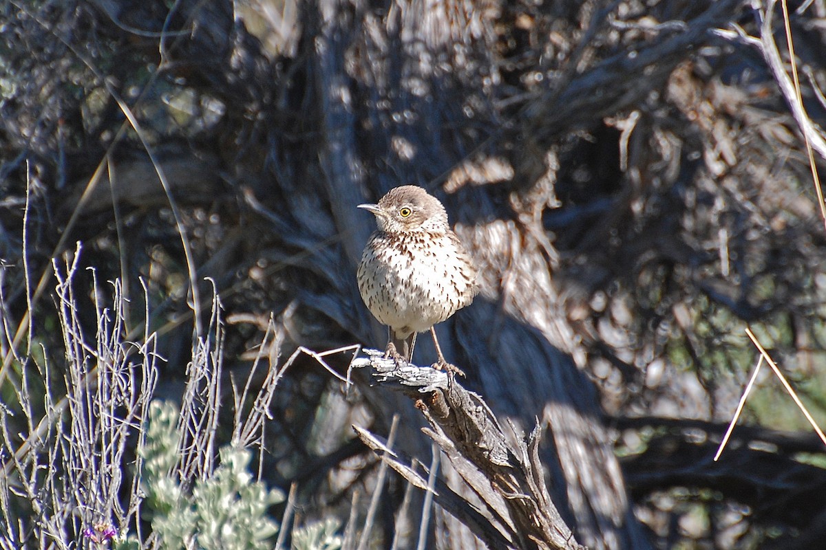 Sage Thrasher - ML616902112