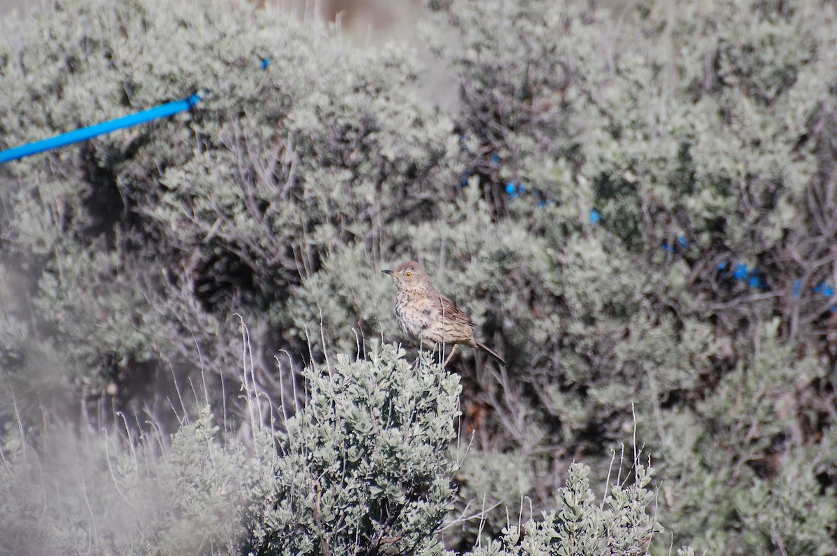 Sage Thrasher - Christian Newton