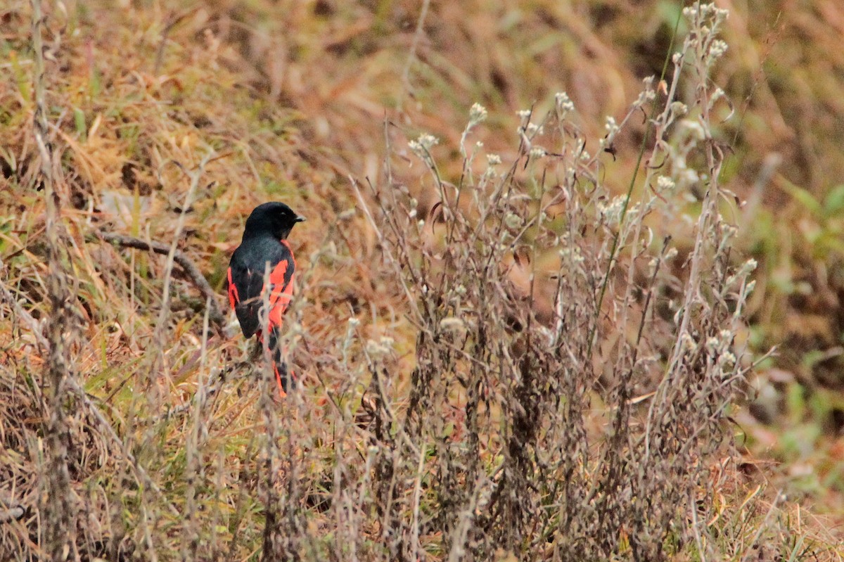 Long-tailed Minivet - ML616902124