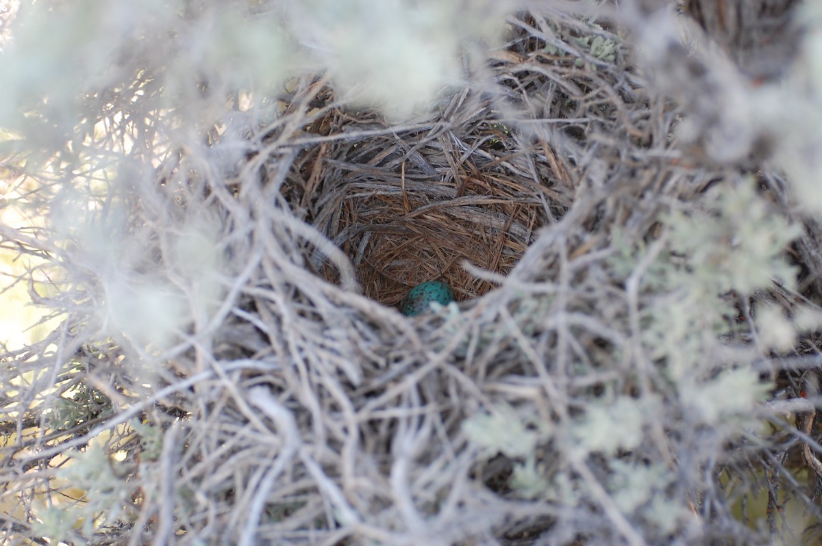 Sage Thrasher - Christian Newton