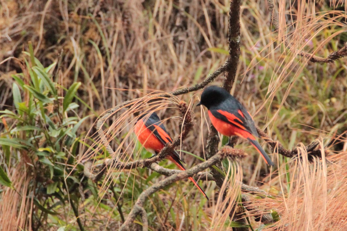 Long-tailed Minivet - ML616902151